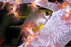 Lovina Dive Bali