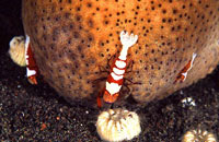 Diving Bali